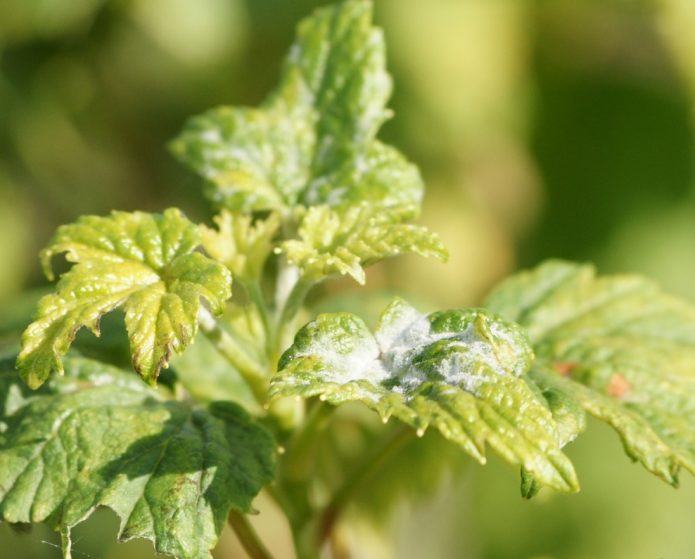 Powdery mildew on currants