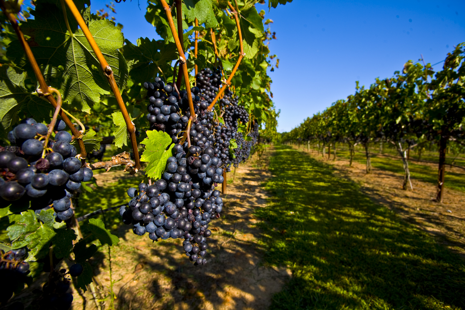 Traubenzüchtungsmethoden, ihre Eigenschaften und Tricks von erfahrenen Winzern