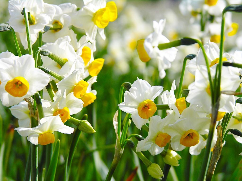 Narcissus og dens dyrkning: træk ved plantning og pleje