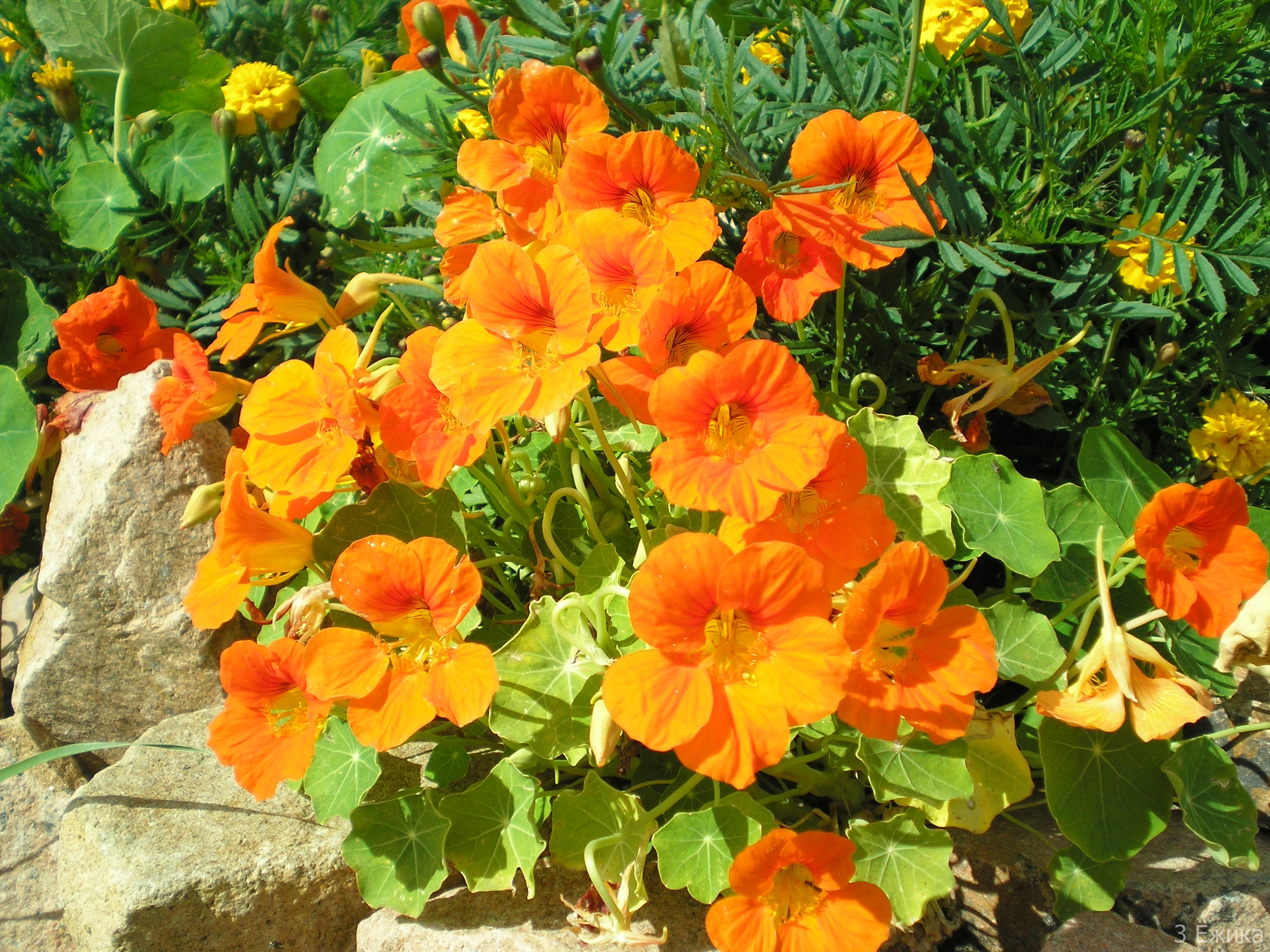 Nasturtium: planten en verzorgen, groeien uit zaden