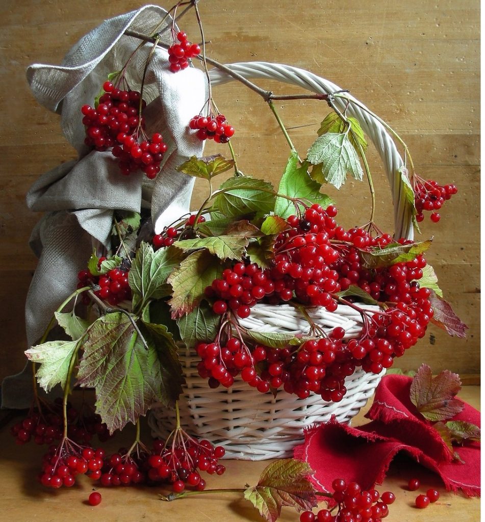 Nature morte avec viburnum rouge