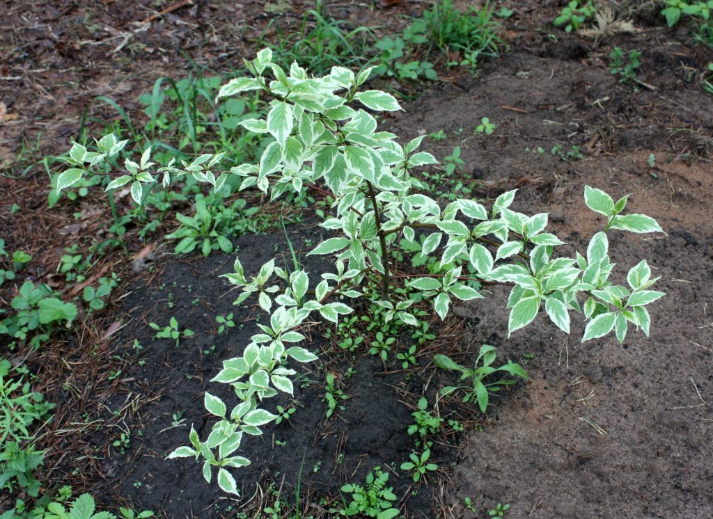 Buisson de gazon panaché nouvellement planté