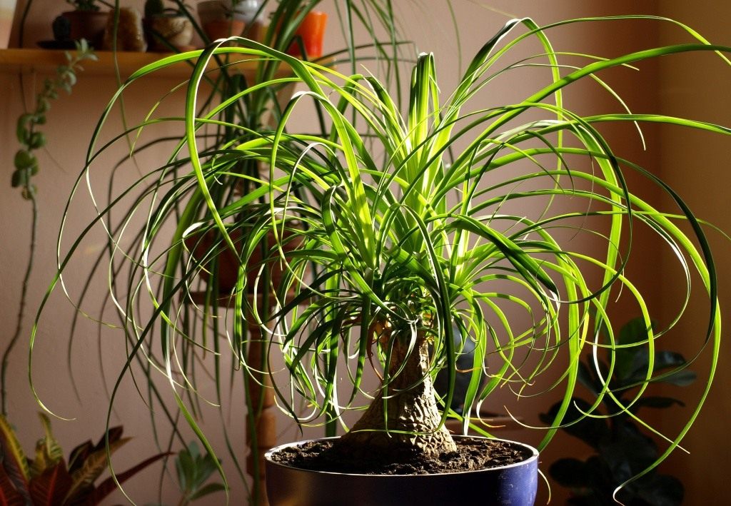 Nolina oder Flaschenbaum: Wie man eine Palme in Ihrer Wohnung züchtet