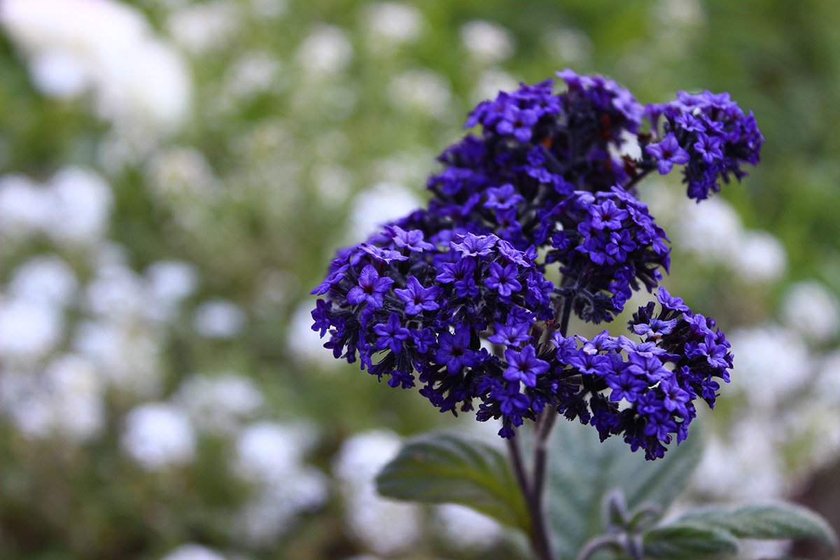 Trồng heliotrope từ hạt giống tại nhà