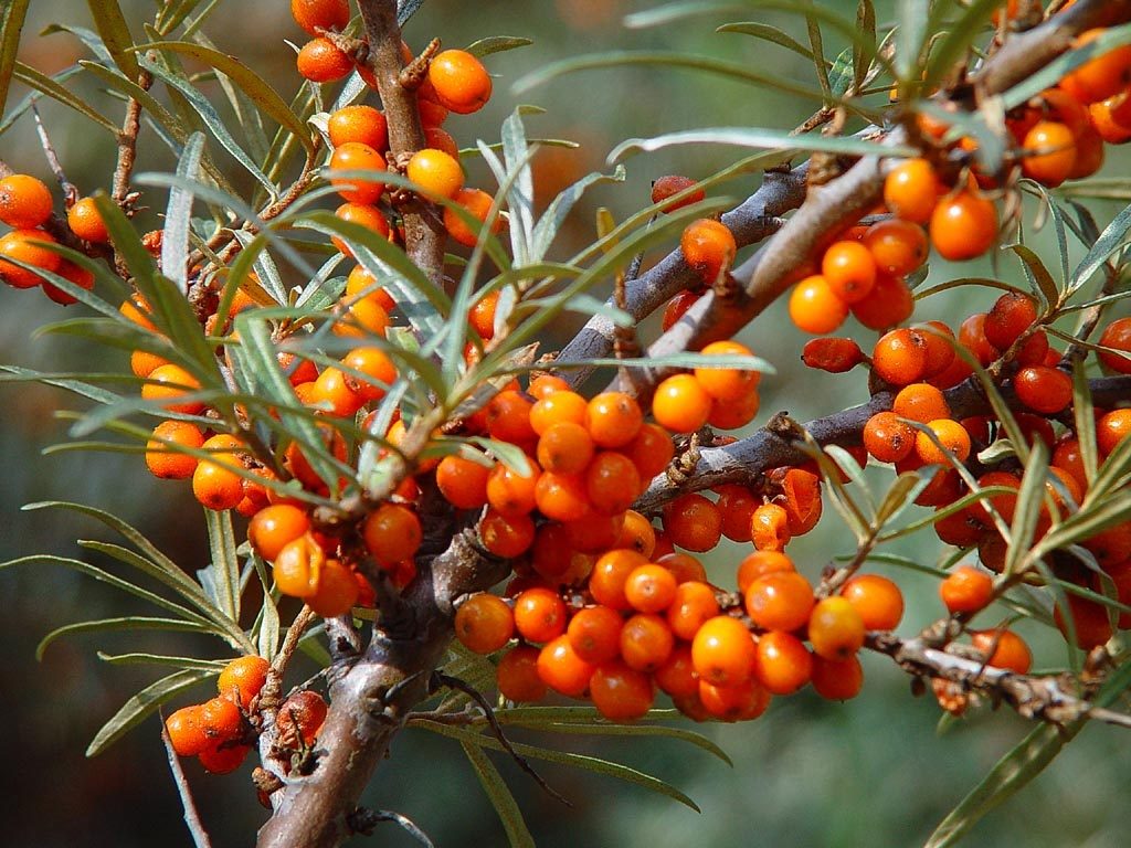 Θάλασσα buckthorn σε έναν κλάδο