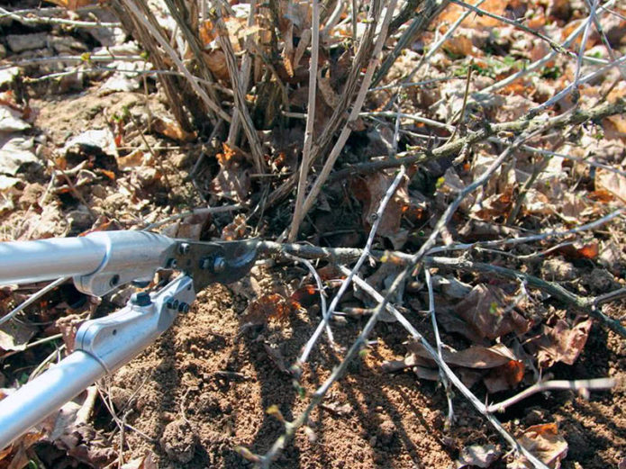 gooseberry pruning