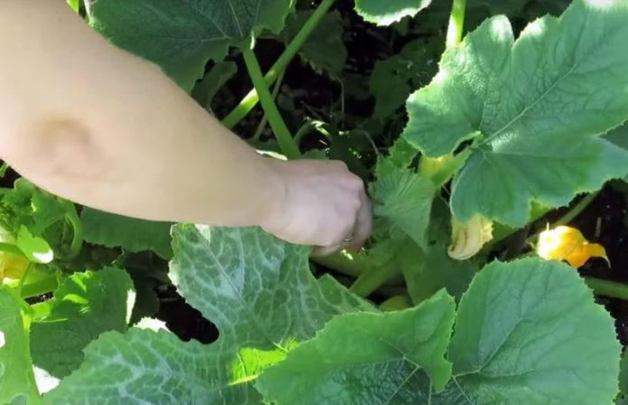 Beskära zucchini blad