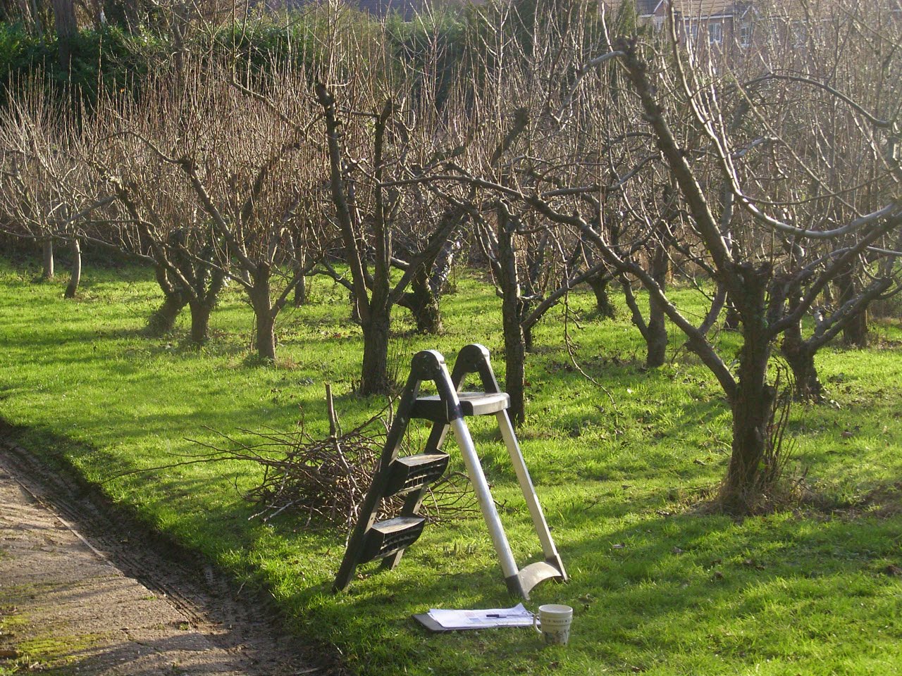 Como podar árvores frutíferas corretamente na primavera