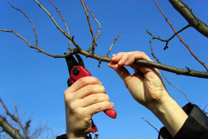 A szilva metszése metszőollóval