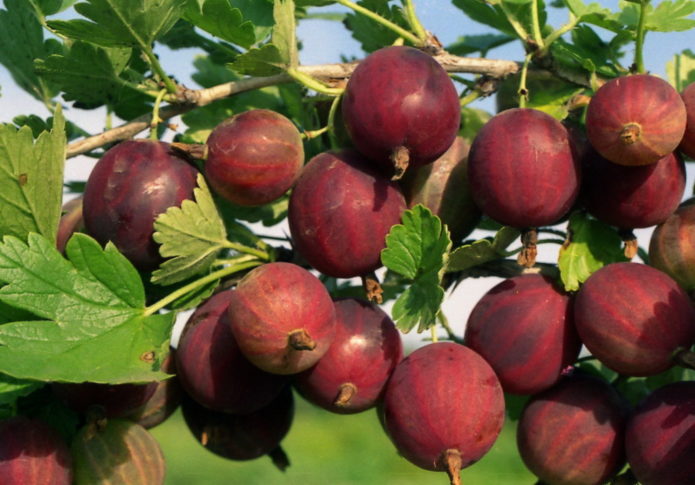 pruning isang lumang gooseberry bush