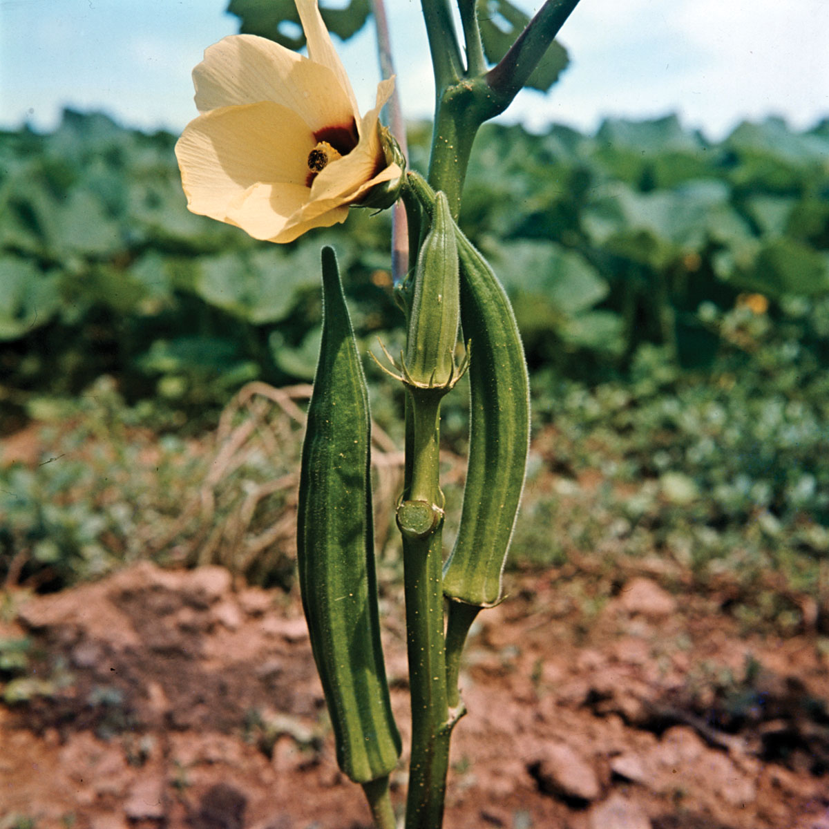 Okra (okra): cos'è, benefici e controindicazioni