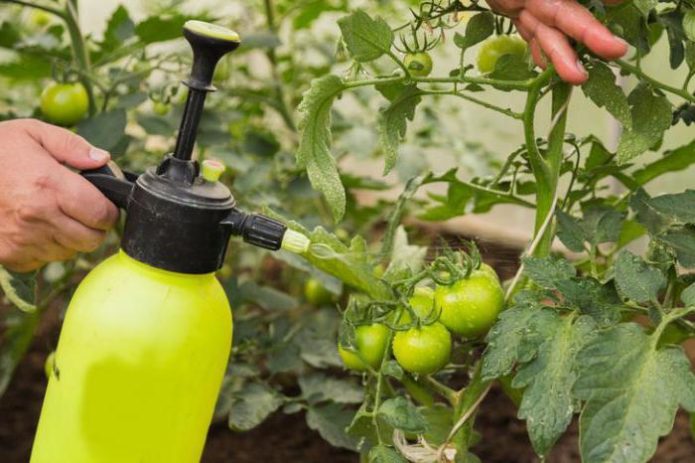 Borrifando tomates