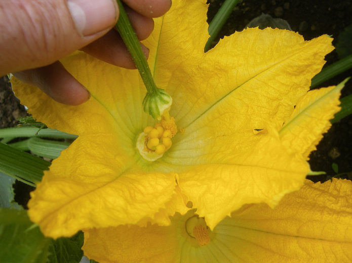 Polinização de uma flor de abóbora