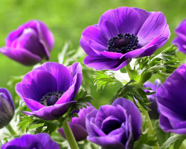 Pflanzen und Pflegen einer Anemone auf freiem Feld: Regeln, Fotos