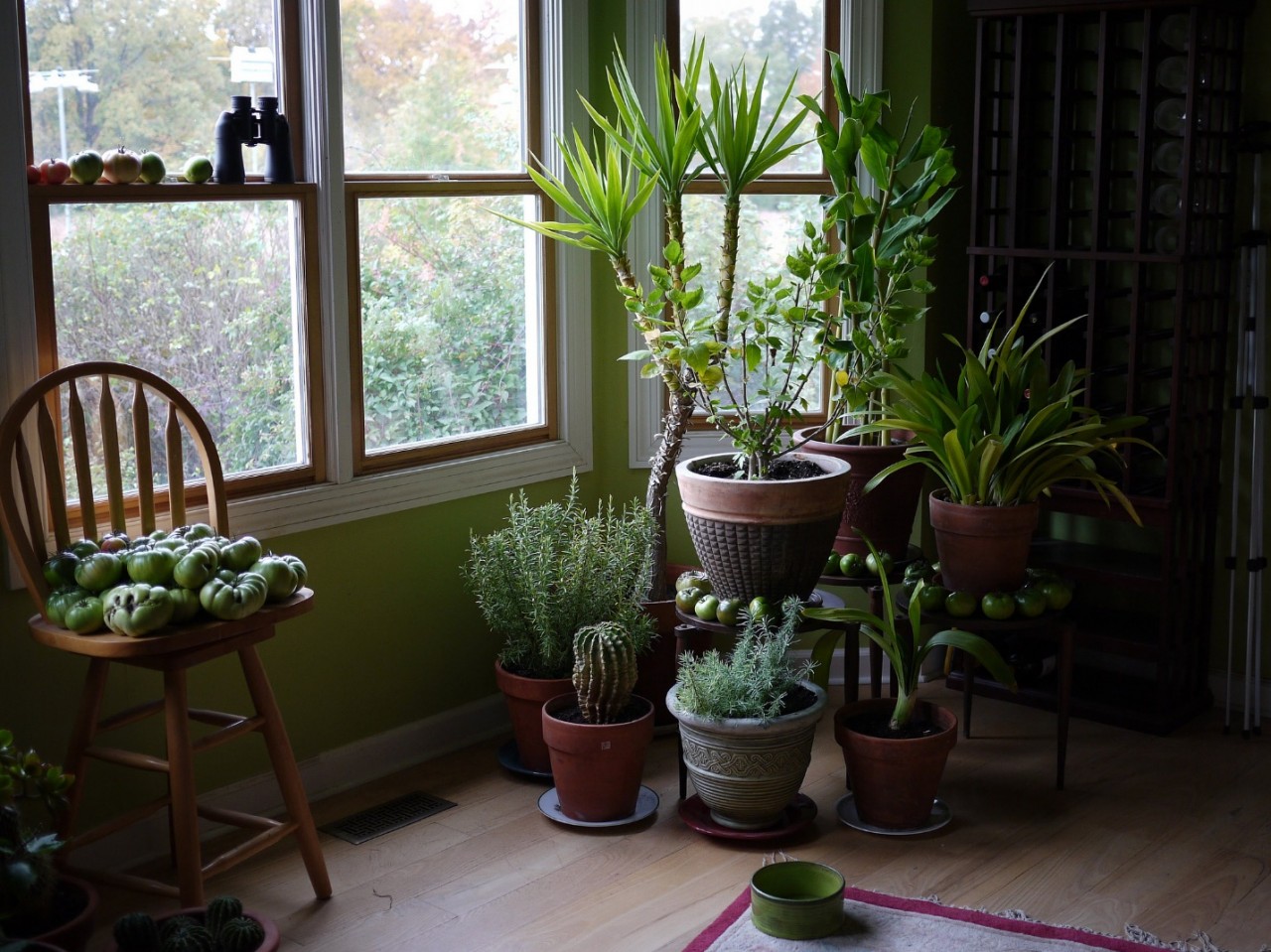 Plantas de interior que podem trazer infortúnio para a casa