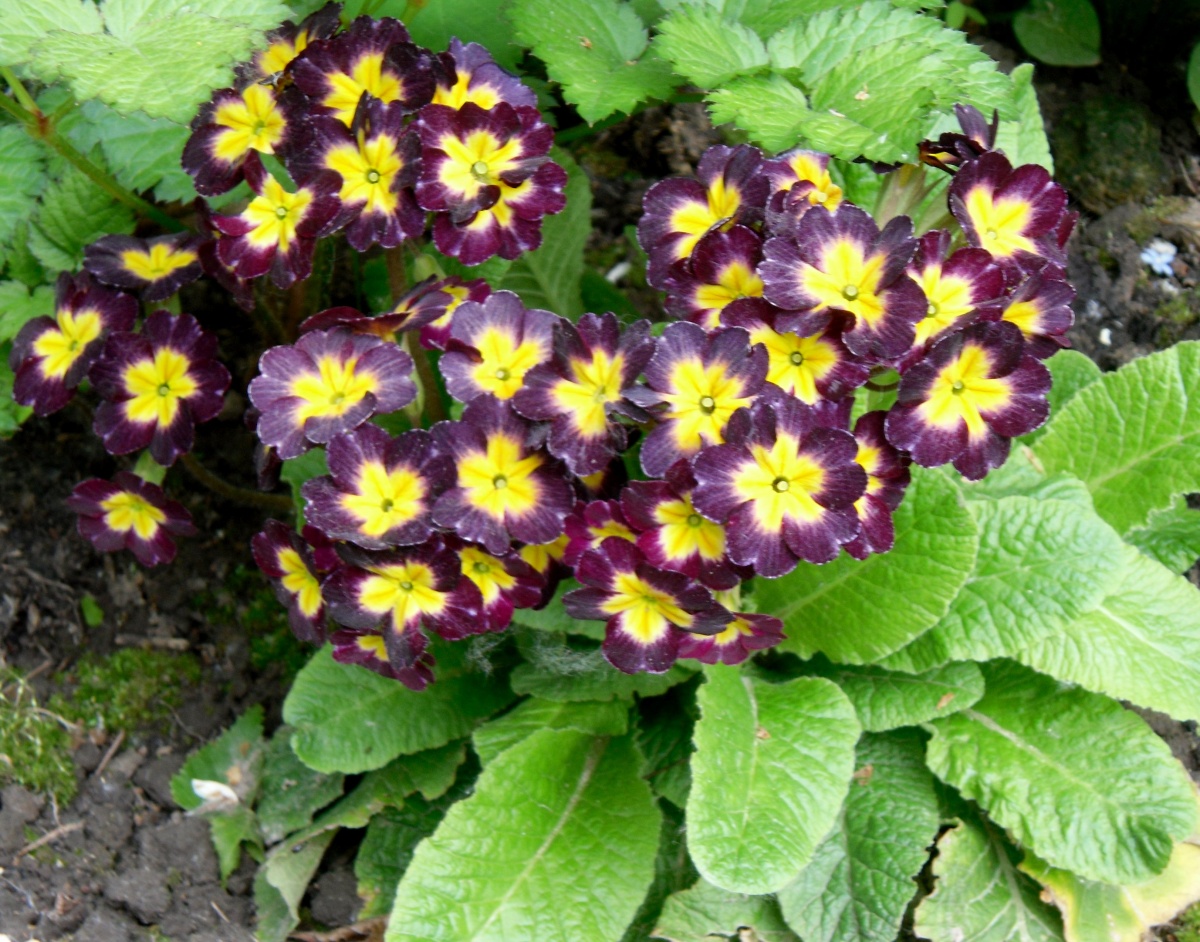 Flerårig primrose: planting, pleieegenskaper, foto