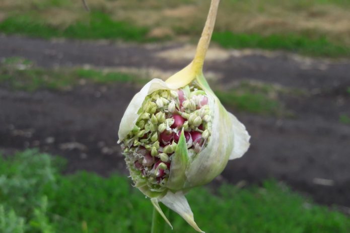 Luftzwiebeln auf einem Pfeil des Winterknoblauches