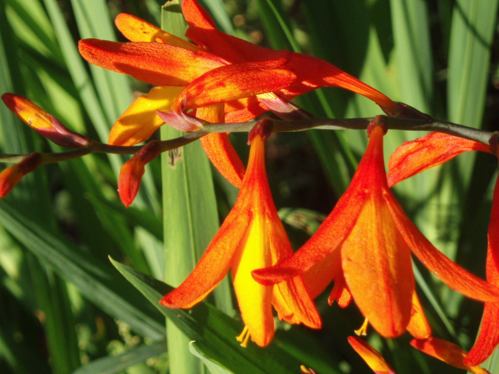 Montbrecia alebo crocosmia: fotografia, výsadba a starostlivosť na otvorenom poli