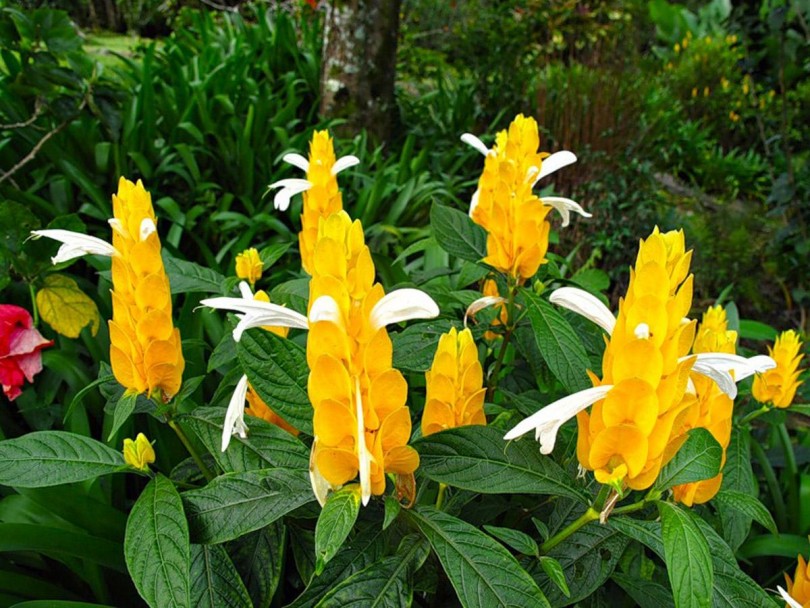 Pachistachis: un accento luminoso nella tua casa