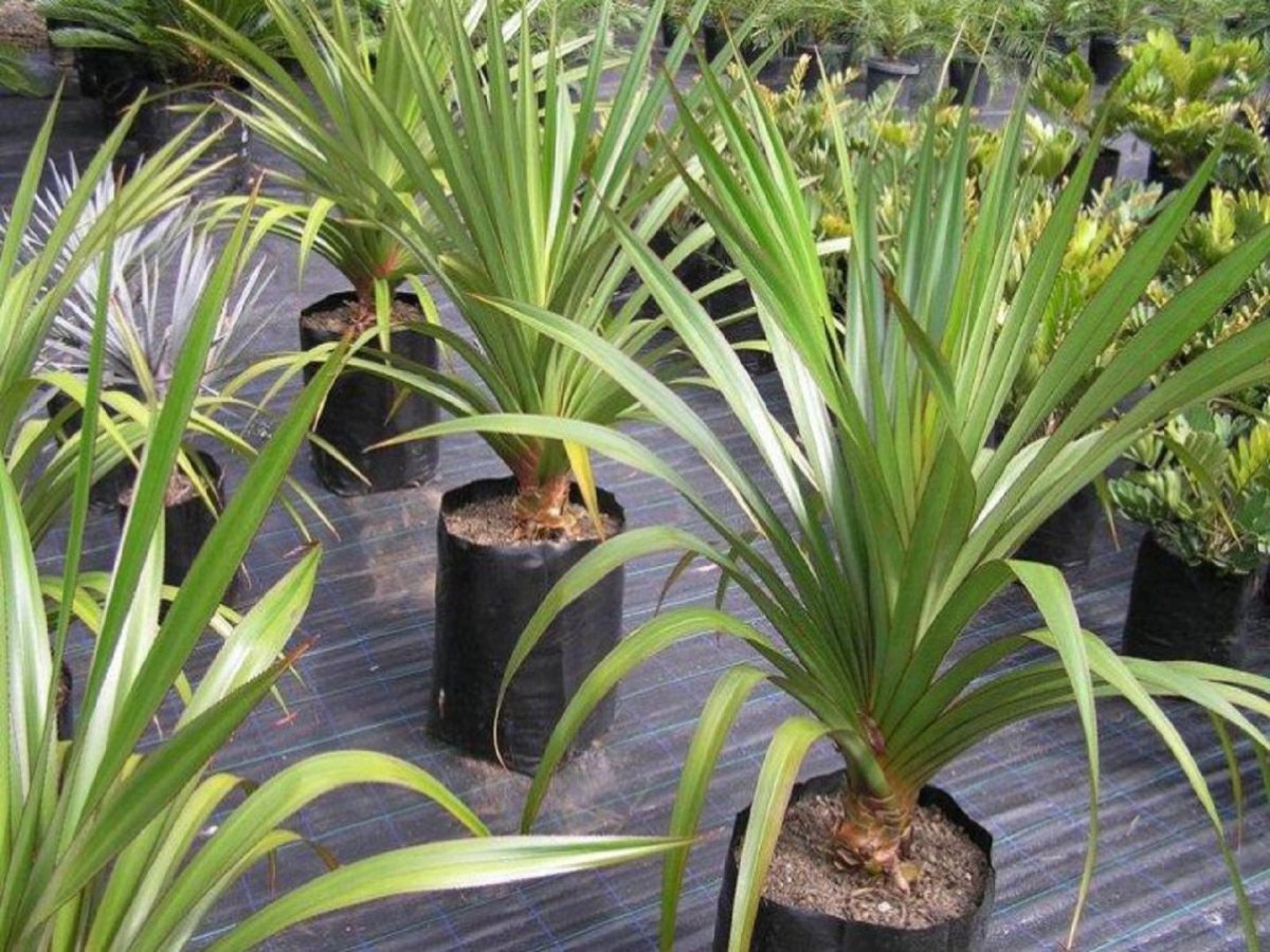 Briga za pandanus kod kuće: sorte, fotografije