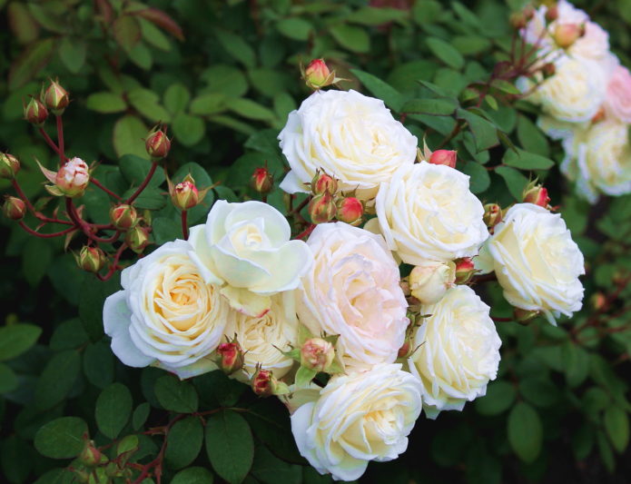 Was für ein Rosenpeeling - Sortenbeschreibung