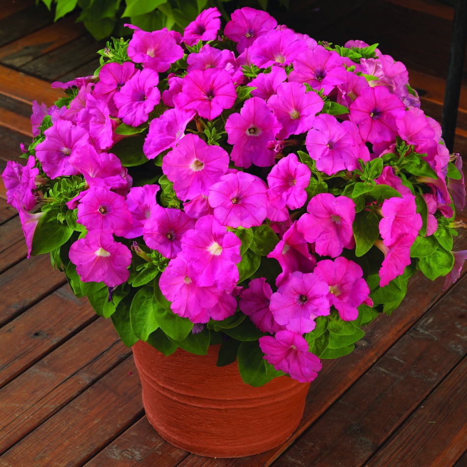 Cultivo de petunias a partir de semillas en casa.