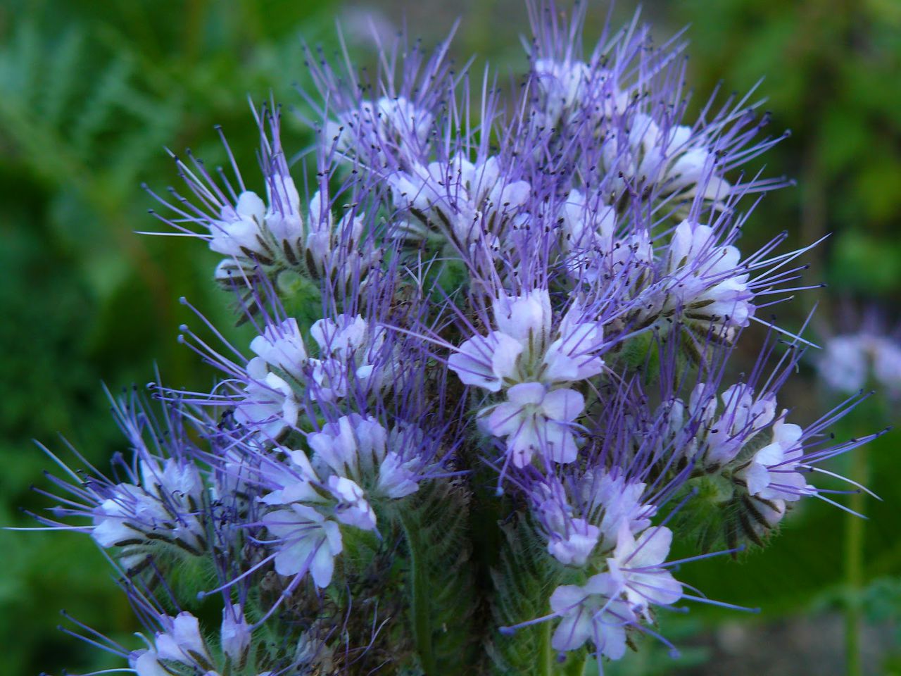 Flor de Phacelia: variedades, fotos, qualidades úteis e cultivo