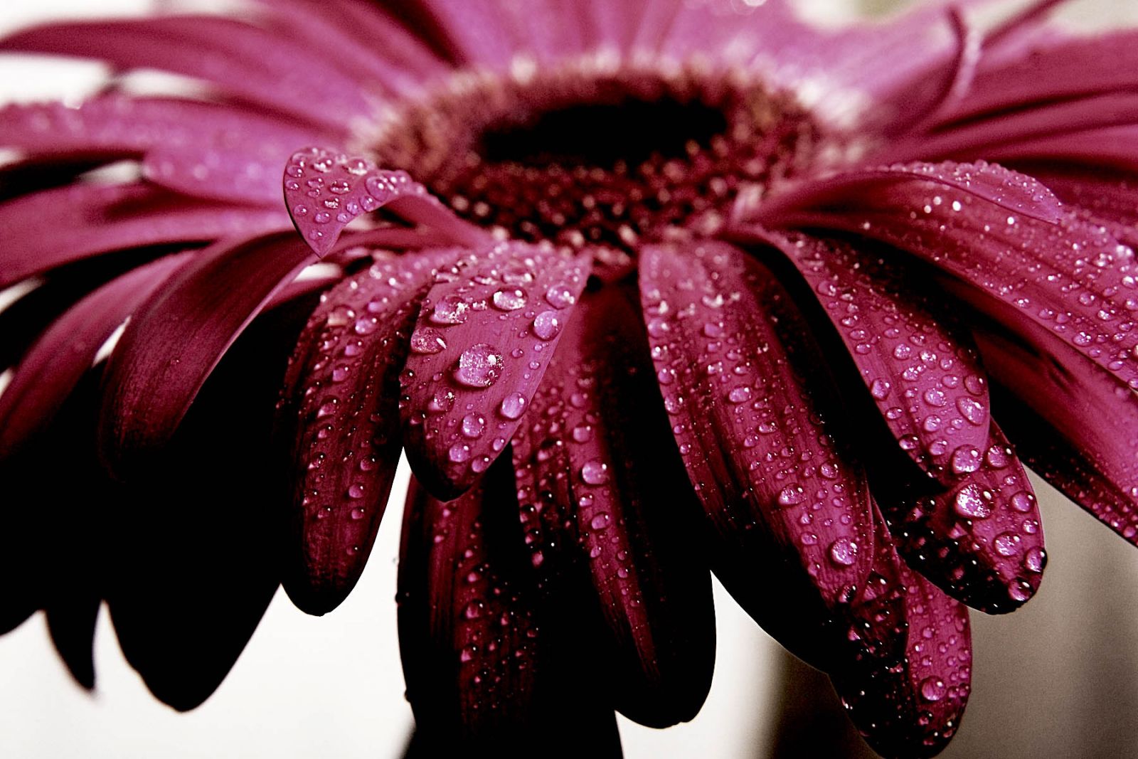 Gerbera's, kenmerken van teelt en onderhoud