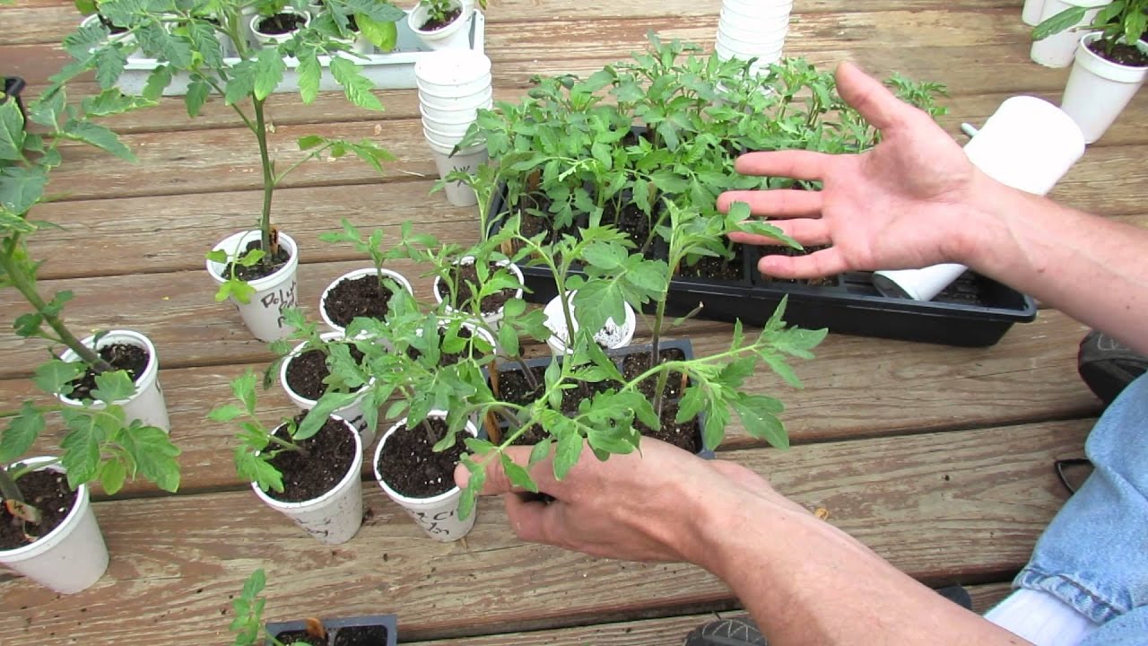 Colhendo mudas de tomate: como realizar o procedimento corretamente