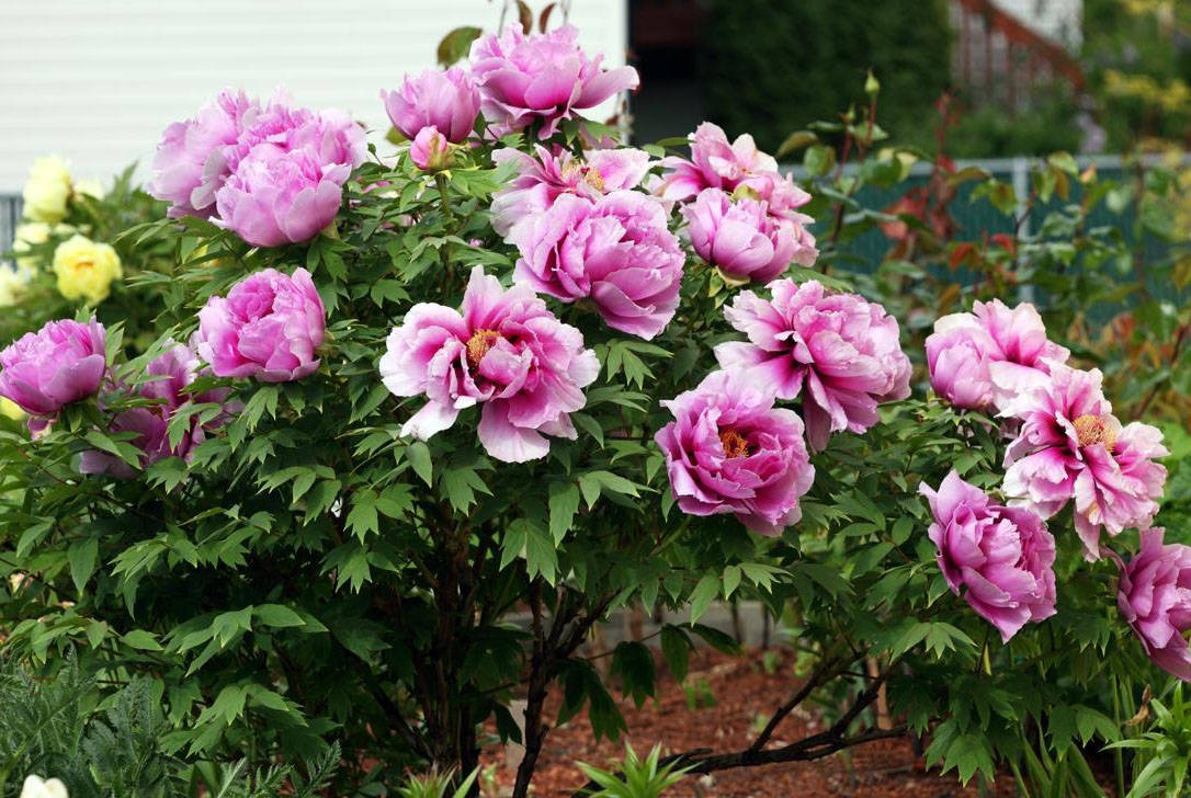 Planter et entretenir une pivoine arborescente en plein champ