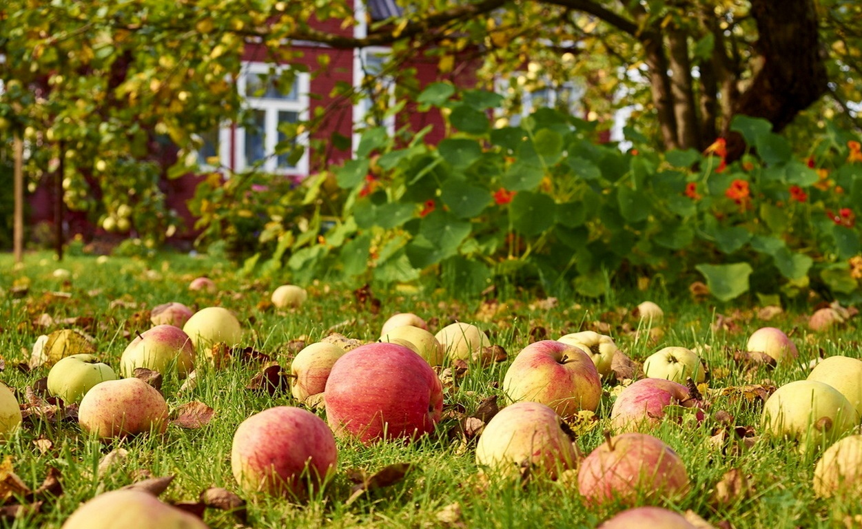 Düngemittel für Apfelbäume, ihre Arten, Bedeutung und Fütterungsregeln