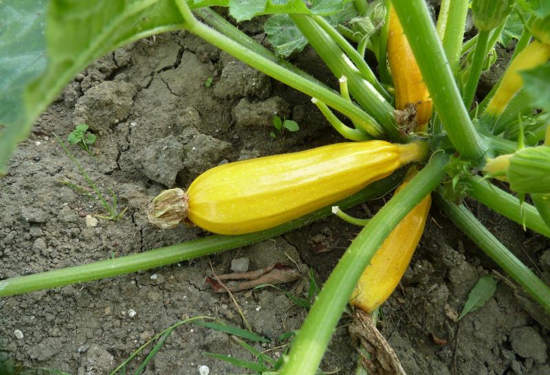 Mengapa zucchini kecil berubah menjadi kuning dan membusuk di kebun: masalah dan penyelesaiannya