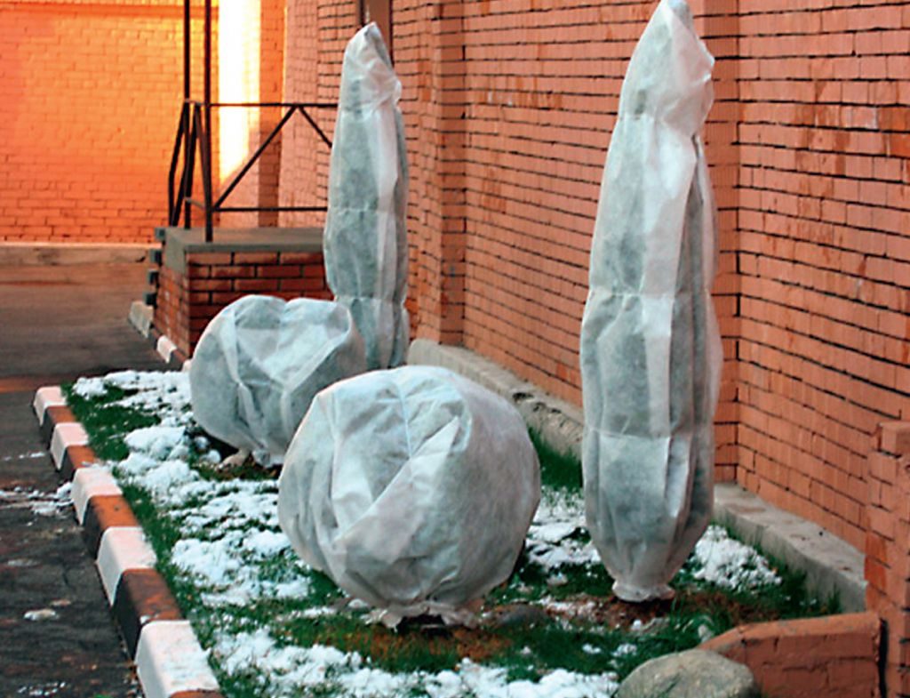 Preparando thuja para o inverno