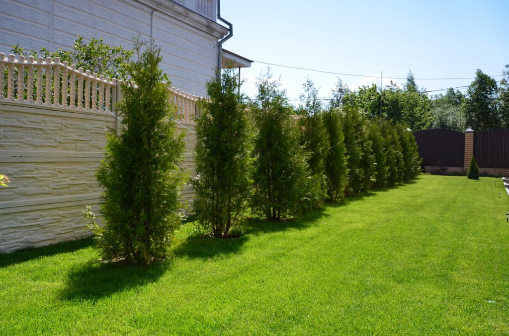 Lugar adecuado para cultivar thuja.