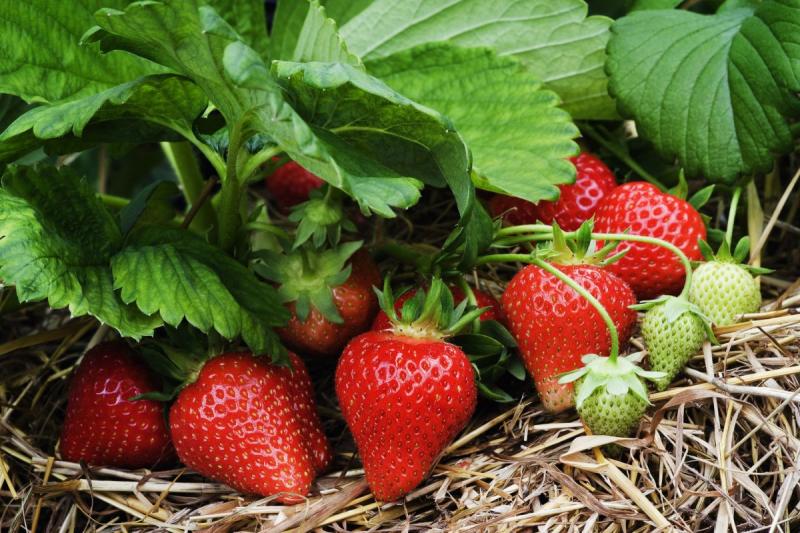 Top vinaigrette les fraises en automne après la taille