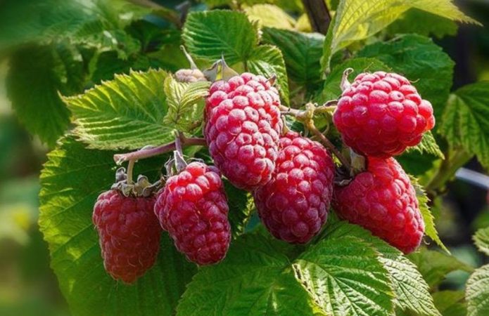 nourrir les framboises