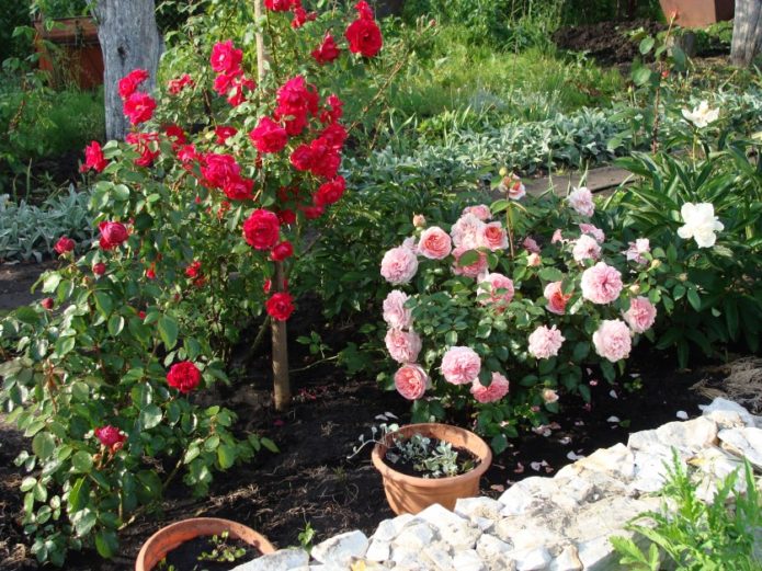 Blühende Rosen im Garten