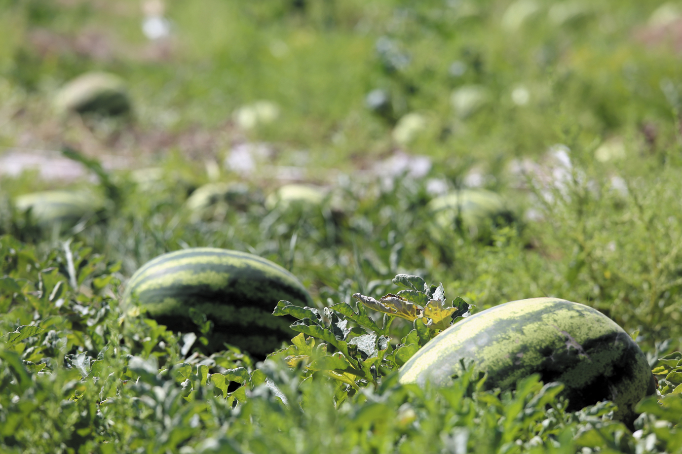 Cultivo de melancias nos Urais em campo aberto e em estufa: as melhores variedades, características de plantio e cuidados