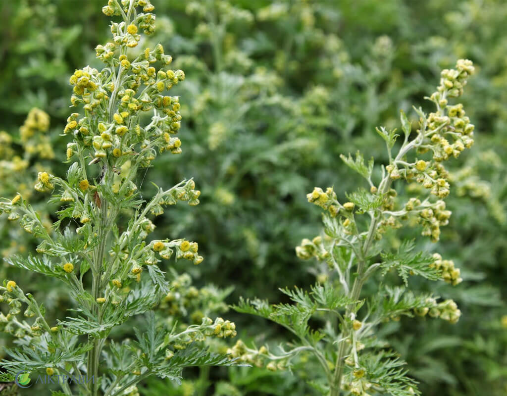 Bitter wormwood: medicinal properties and contraindications for use