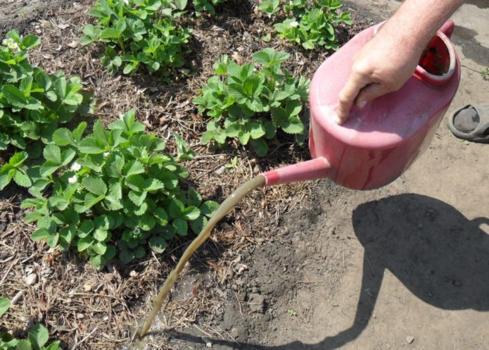 Aardbeien water geven