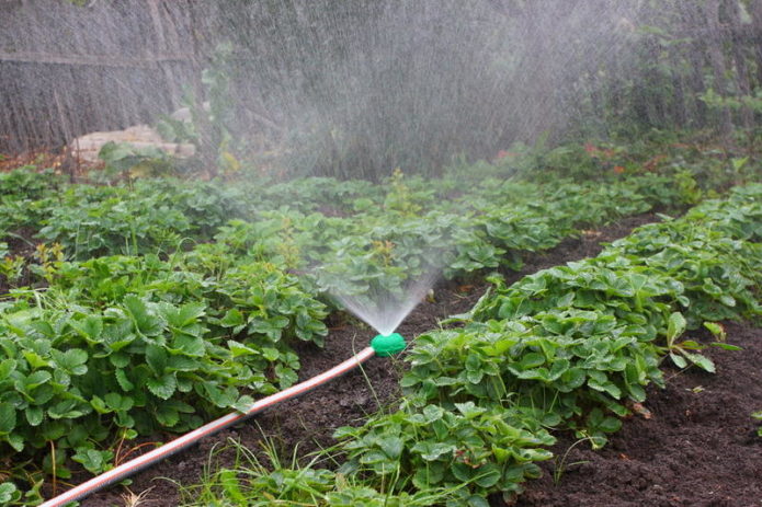 Aardbeien water geven