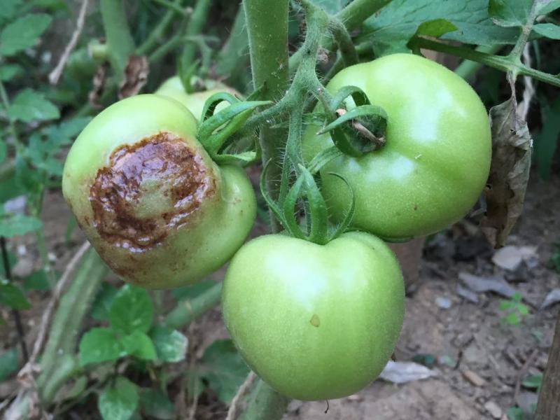 Tomates apodrecem