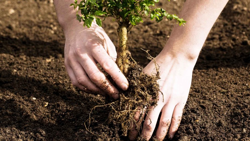 Penanaman pokok renek