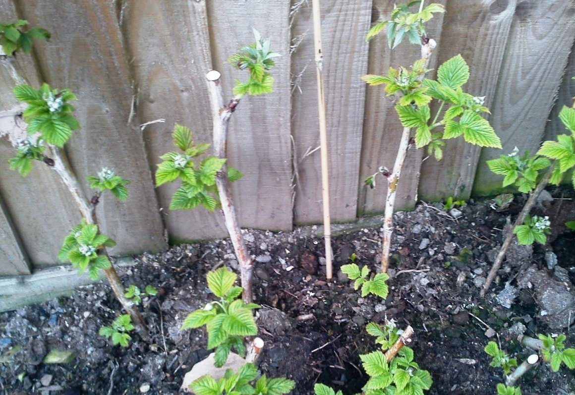 Reproduction de framboises par boutures au printemps, en été et en automne