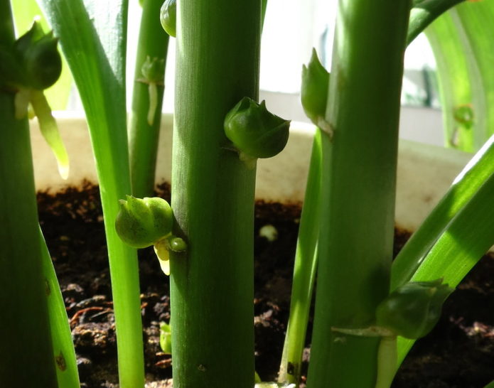 plantando bulbos de lírio