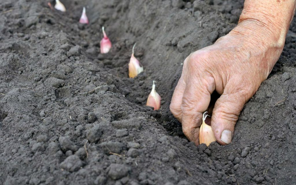 Plantando alho para o inverno