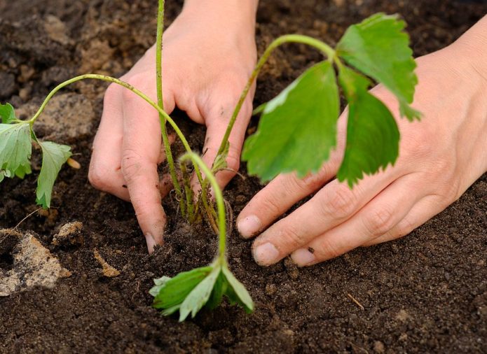 Plantando morangos