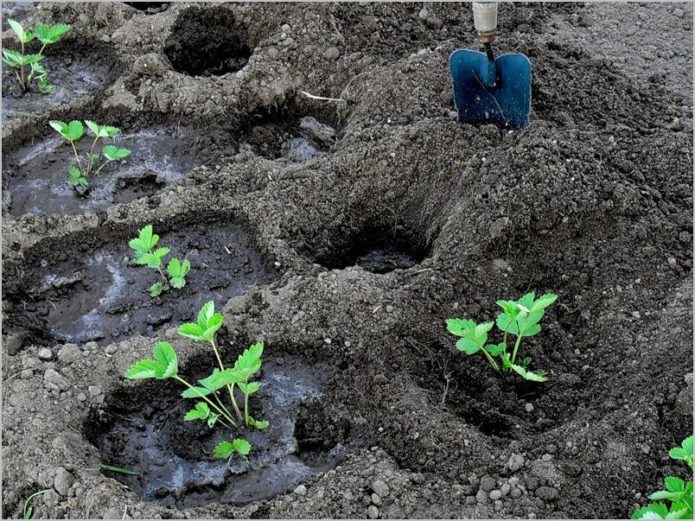 Planting strawberries in autumn