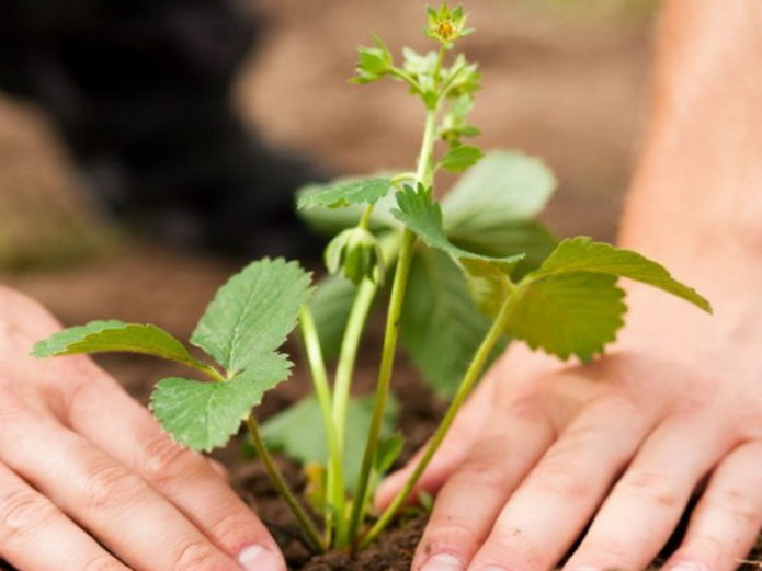 Plantning af jordbær i åben jord