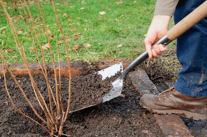 het planten van krenten